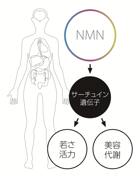 サーチュイン遺伝子