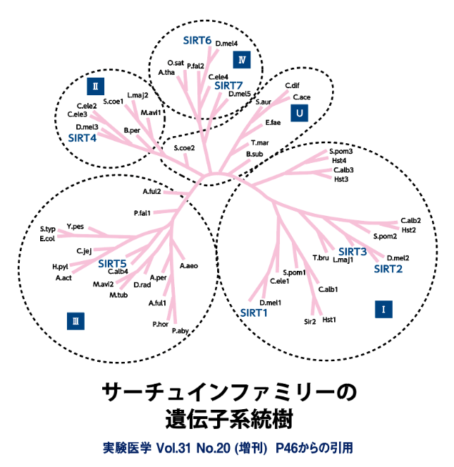 サーチュインファミリーの遺伝子系統樹